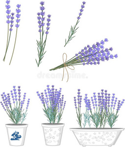 英语熏衣草图片 英语熏衣草素材 英语熏衣草插画 摄图新视界 英语熏衣草图片 英语熏衣草素材 英语熏衣草插画 摄图新视界