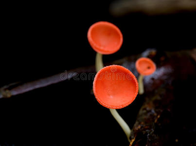 红蘑菇或香槟蘑菇