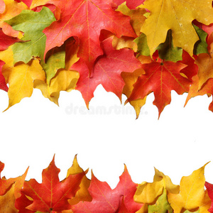 枫叶与文本的空间边界。分离的彩色秋叶。