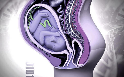 胎儿妊娠解剖