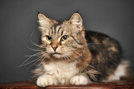 背景灰暗的猫照片 正版商用图片0lnpzb 摄图新视界