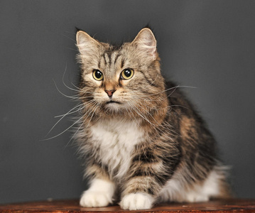 大美人猫画像照片