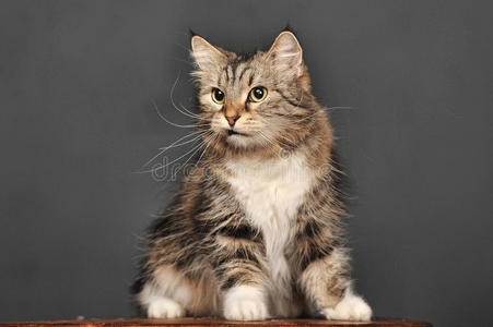 背景灰暗的猫照片 正版商用图片0lnpzb 摄图新视界