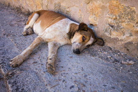 被遗弃的狗伤心地躺在地上照片