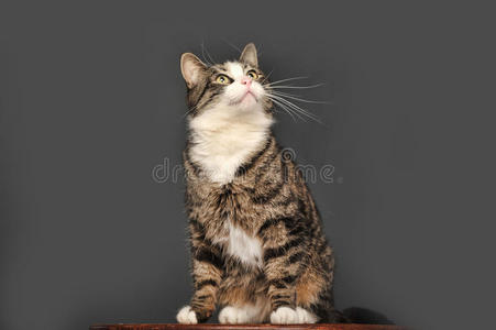 背景灰暗的猫照片 正版商用图片0lnpzb 摄图新视界