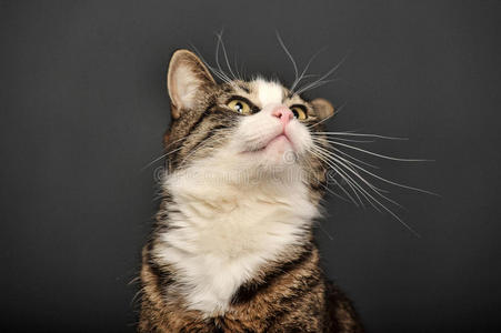 背景灰暗的猫照片 正版商用图片0lnpzb 摄图新视界