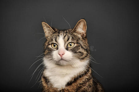 背景灰暗的猫照片 正版商用图片0lnpzb 摄图新视界