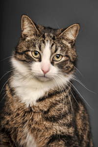 大美人猫画像照片