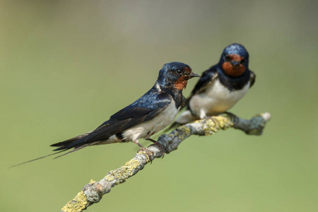 谷仓燕子Hirundo Rustica