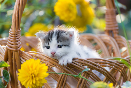 可爱的小猫坐在花卉草坪上一篮子