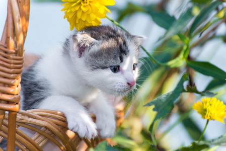 可爱的小猫坐在花卉草坪上一篮子