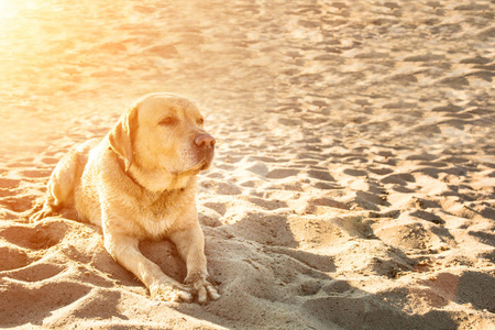 老黄狗，拉布拉多猎犬躺在海滩沙子靠近河，充满阳光充沛及炎热的夏天。太阳耀斑