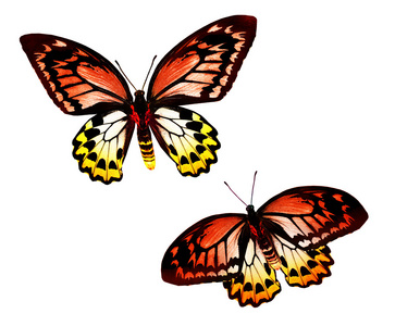 热带色彩鲜艳的蝴蝶