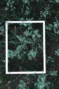 白框，背景为绿色的树叶，在模糊的背景