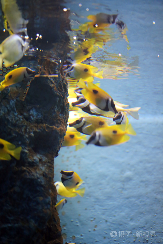 明黄色的鱼在海里.