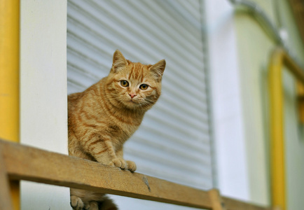 红色白色可爱猫咪独自坐在那儿