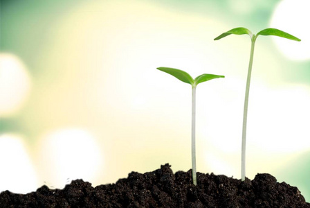 新生命的成长照片