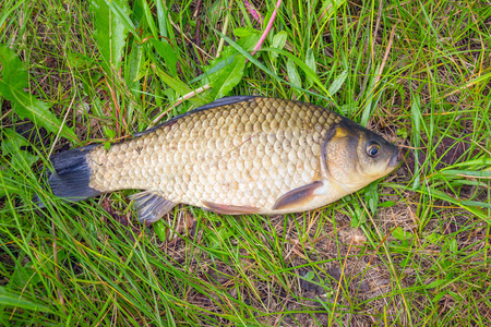 在绿色的草地上鲫鱼照片