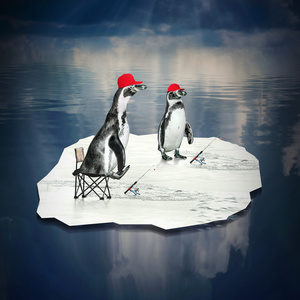 老鹰捉鱼两只企鹅浮动,捉鱼照片