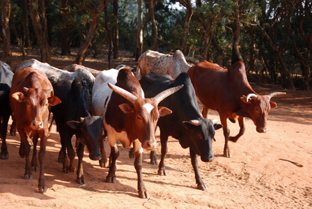 非洲牧民带来小牛群放牧坦桑尼亚非洲
