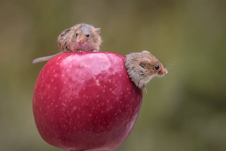 两个收获鼠标上的一个苹果