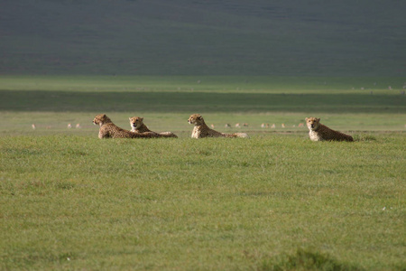 猎豹博茨瓦纳非洲大草原野生动物哺乳动物