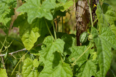 绿色的叶丛 cucamelon