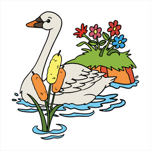 天鹅绒毛素材孤立在白色的天鹅卡通插图照片