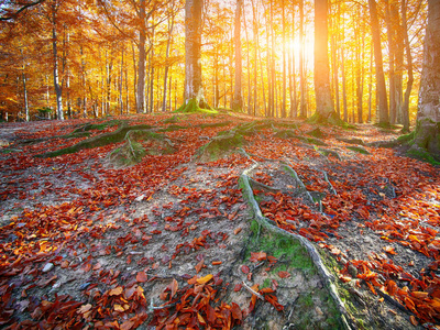 秋天的森林山中图片