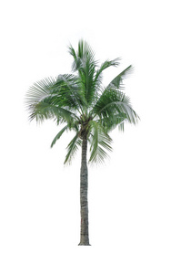 用于广告装饰建筑的白色背景上孤立的椰子树。夏天和海滩的概念
