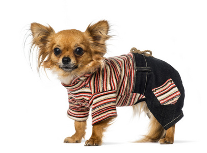 穿衣服的宠物图片