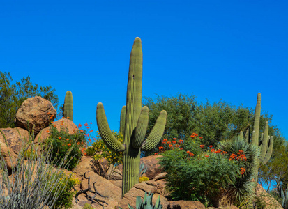 在亚利桑那州的沙漠仙人掌景观照片