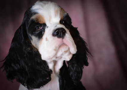 美国可卡犬狗水手三色美国可卡犬的小狗照片