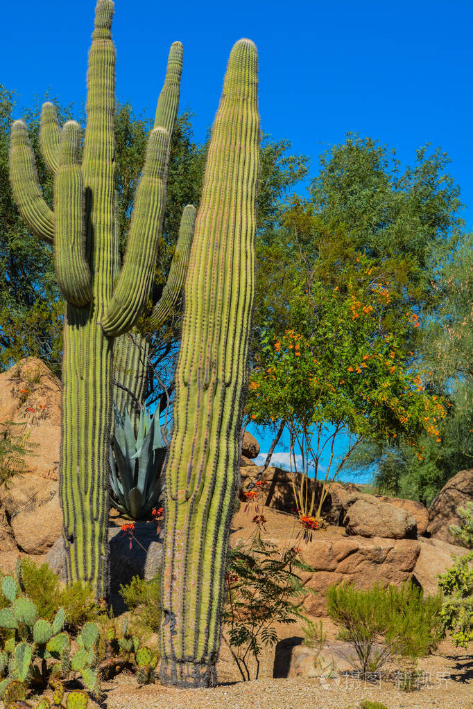 在亚利桑那州的沙漠仙人掌景观