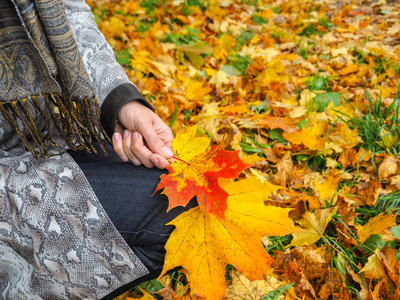 美丽的女人，穿着外套在公园里收集的枫叶。女人收集秋天叶子