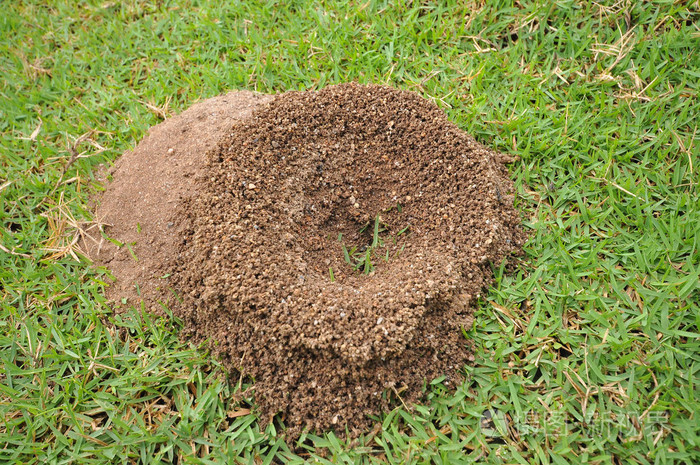 蚂蚁不会把窝建在_保卫萝卜怪物窝攻略_蚂蚁窝攻略