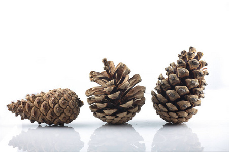 棕色松塔图片-棕色松塔素材-棕色松塔插画-摄图新视界