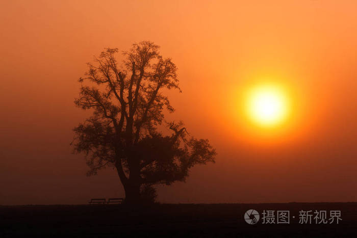 日出雾与树