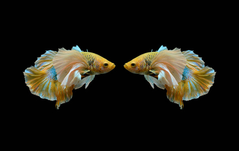两个黄斗鱼斗鱼暹罗斗鱼隔离在黑色背景上解放军 kad 咬鱼泰国照片