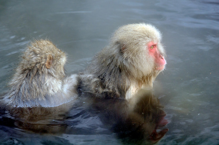 在自然温泉放松猴子温泉