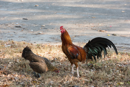 莆田荔枝公园鸡图片
