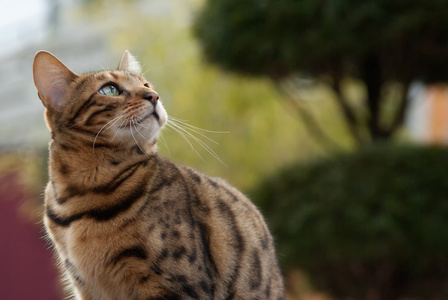 孟加拉猫向上看