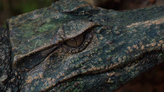 方法对窄鼻眼镜凯门鳄在厄瓜多尔的亚马逊流域的眼睛。通用名称 凯门鳄 de anteojos。学名 Paleosuchus t