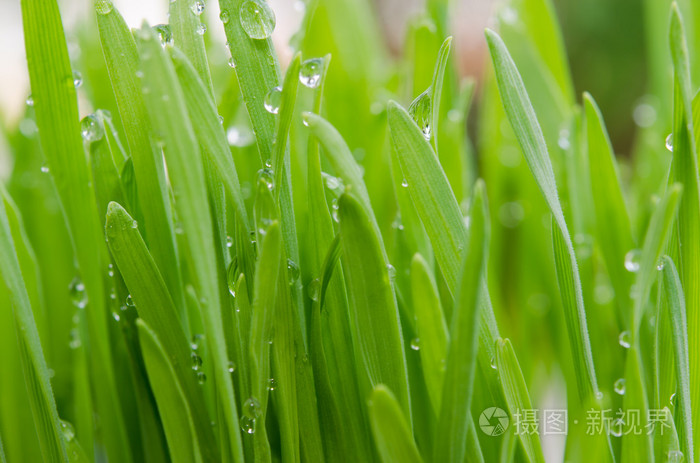 小麦草图片大全大图图片