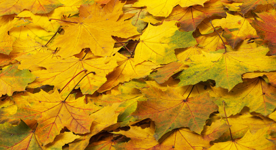 秋天的树叶背景