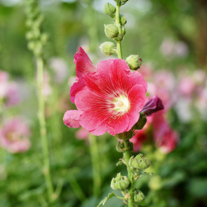 蜀葵花或蜀花