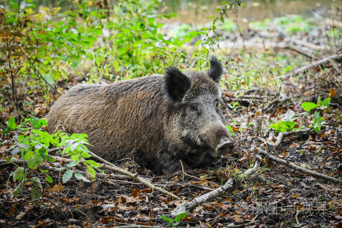成年雌性野猪在森林自然公园幽冥休息