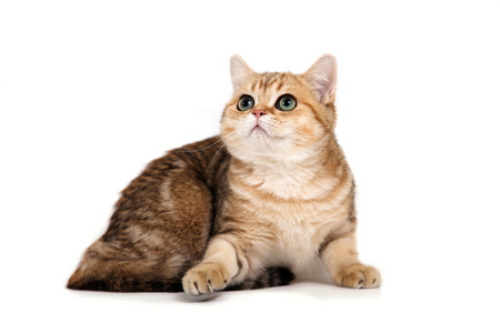 大头猫图片-大头猫素材-大头猫插画-摄图新视界