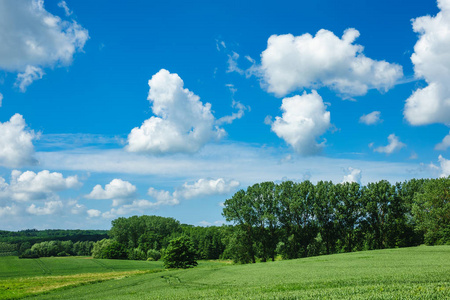 景观树木与天空中的云彩