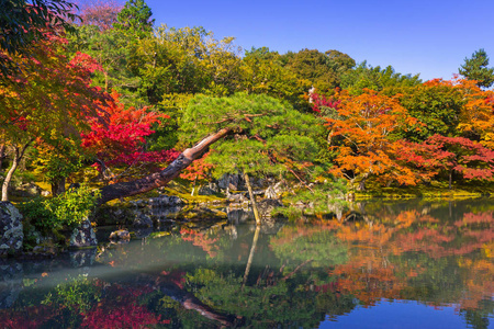 秋天在天龙寺在岚山湖